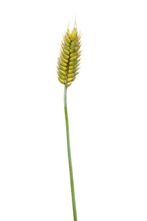 Binkel (Triticum compactum), cereal, released, Dinklage, Lower Saxony, Germany