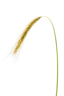 Roggen Martin Schmidt, grain, exempt, Dinklage, Lower Saxony, Germany