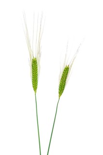 Einkorn (Triticum monococcum), cereal, exempted, Dinklage, Lower Saxony, Germany