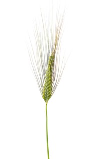 Winter emmer (Triticum dicoccon Schrank), cereals, released, Dinklage, Lower Saxony, Germany