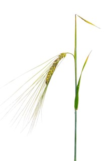 Spring barley Barley (Hordeum vulgare), cereals, optional, Dinklage, Lower Saxony, Germany