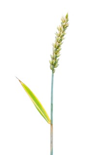Winter wheat, grain, exempted, Dinklage, Lower Saxony, Germany