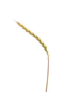 Spelt (Triticum aestivum), cereal, optional, Dinklage, Lower Saxony, Germany