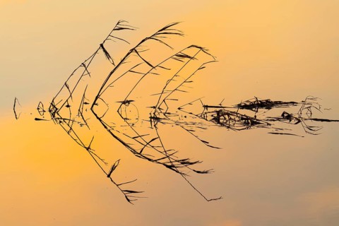 Silhouette of reed stalks in the water of HMunte near Dümmer, Hüde, Lower Saxony, Germany