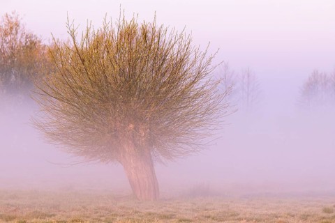 Willow in a wet meadow with fog on Dümmer, Dümmer, Lembruch, Lower Saxony, Germany