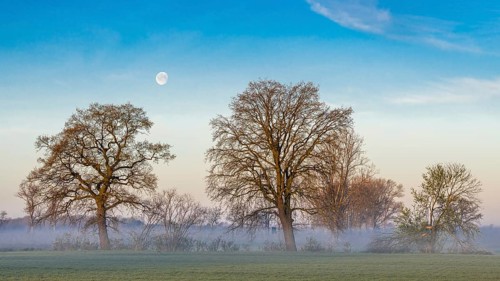 Two trees on the Hunte with moon near Dümmer See at daybreak with fog, Dümmer, Lembruch, Lower
