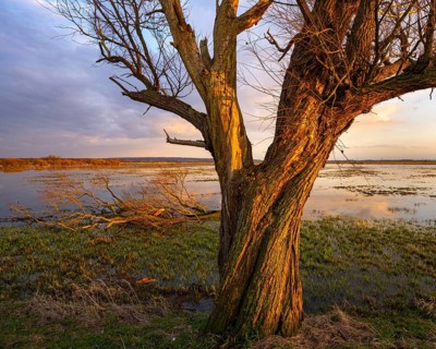 Tree on the Hunte at sunset in Ochsenmoor at Dümmer See, Hüde, Lower Saxony, Germany