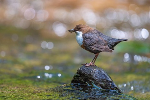 White-throated White-throated Dipper (Cinclus cinclus) sitting on a stone with food, Blomberg,