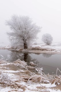 Wintery willow with hoarfrost in Ochsenmoor near Dümmer, Hüde, Lower Saxony, Germany
