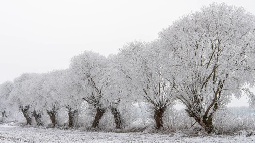 Winter willows in snow, Vechta, Lower Saxony, Germany