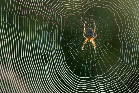 Cross spider (Araneus) in a spider web, Goldenstedt, Lower Saxony, Germany