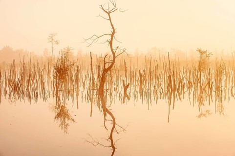 Daybreak in rewetted moor with cripple birches at sunrise in Goldenstedter Moor, Oldenburger
