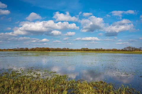 Reeds on the banks of Dümmer, Lake Dümmer, Hüde, Lower Saxony, Germany