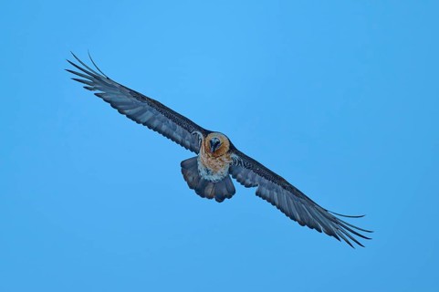 The bird flies with outstretched wings directly towards the camera, bearded vulture (Gypaetus