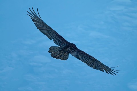 A bearded vulture in silhouette against the evening sky, bearded vulture (Gypaetus barbatus), Gemmi