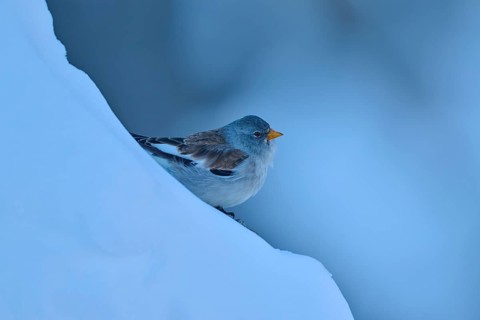 A bird resting on a blue, snow-covered slope, Snowfinch (Montifringilla nivalis), Gemmi Pass,