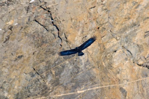 An eagle flies over a rugged, rocky landscape, its wings spread out in the current, Golden Eagle