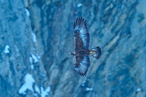 An eagle in its element, high up in the sky, with the rocky landscape below, golden eagle (Aquila
