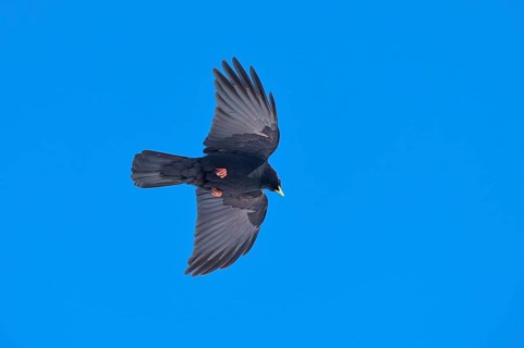 A black bird flies in the clear sky with outstretched wings, Alpine chough (Pyrrhocorax graculus),