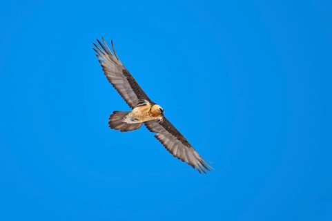 A bearded vulture soars majestically in the blue sky, bearded vulture (Gypaetus barbatus), Gemmi