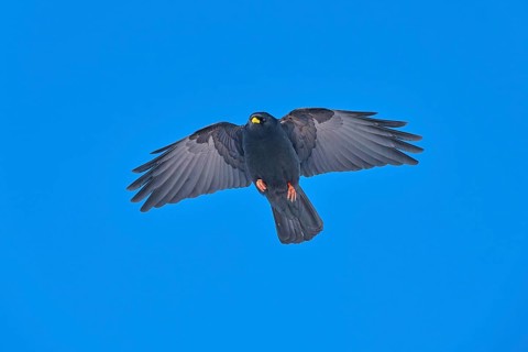 A black bird flying head-on with outstretched wings under a blue sky, Alpine chough (Pyrrhocorax