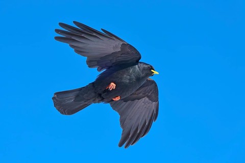 A black bird soars majestically in the blue sky, Alpine chough (Pyrrhocorax graculus), Gemmi Pass,