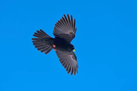 Black feathered bird with outstretched wings flying in the blue sky, Alpine chough (Pyrrhocorax