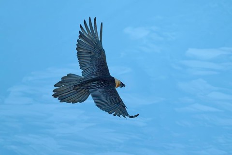 A bird in flight with wings outstretched against a blue background, bearded vulture (Gypaetus