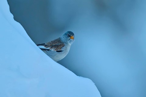 A bird appears on a minimalist blue slope in the snow, Snowfinch (Montifringilla nivalis), Gemmi