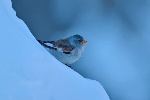 Bird on snow-covered blue ground in winter, snow finch (Montifringilla nivalis), Gemmi Pass,