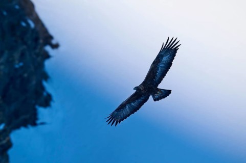 A flying eagle in front of a large-scale sky, close to the rocky landscape, Golden Eagle (Aquila