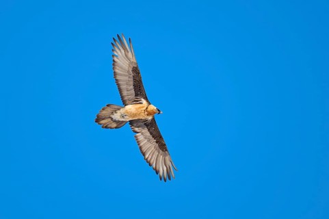 A bearded vulture in full flight in front of a bright blue sky, bearded vulture (Gypaetus
