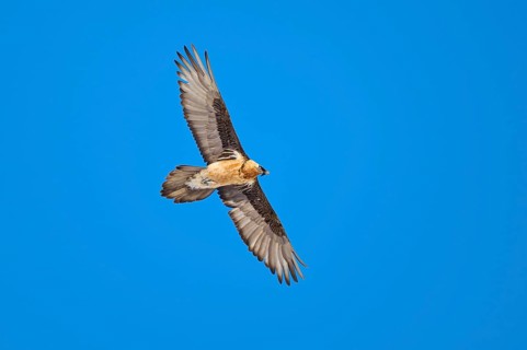 A bearded vulture gliding freely through the clear sky, bearded vulture (Gypaetus barbatus), Gemmi