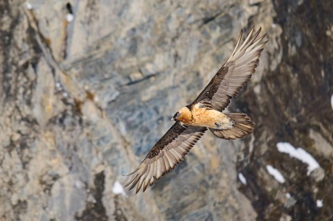 A bearded vulture flies along a rocky wall, bearded vulture (Gypaetus barbatus), Gemmi Pass,