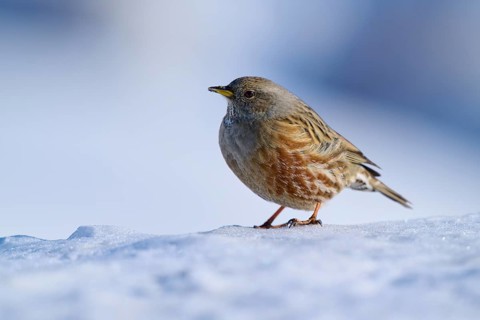 Bird standing on snow with blurred background, Alpine Accentor (Prunella collaris), Gemmi Pass,