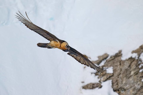 A bearded vulture flies close to snow-covered rocks, bearded vulture (Gypaetus barbatus), Gemmi