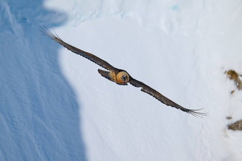 A bearded vulture flies over a snow-covered landscape, bearded vulture (Gypaetus barbatus), Gemmi