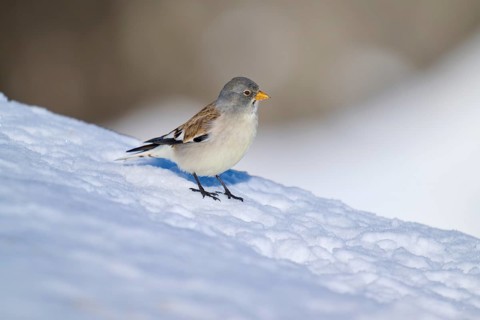 A bird sitting on a snow-covered slope in nature, Snowfinch (Montifringilla nivalis), Gemmi Pass,