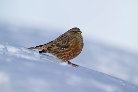 Small bird on snow-covered ground in winter, Alpine Accentor (Prunella collaris), Gemmi Pass,