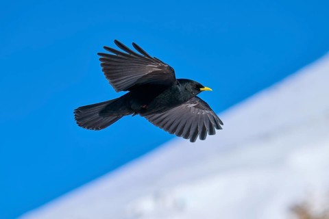 A black bird flies over a snow-covered landscape in the blue sky, Alpine chough (Pyrrhocorax