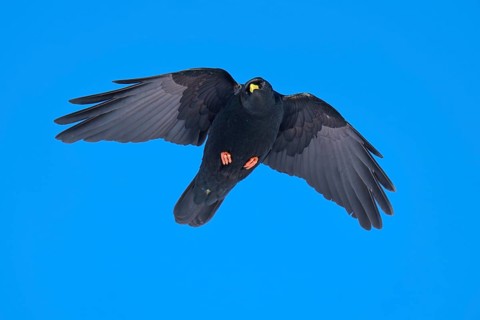 Black bird hovering calmly in the clear blue sky with open wings, Alpine chough (Pyrrhocorax