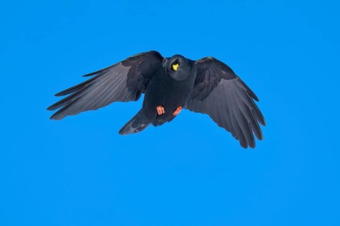 A black bird hovers with outstretched wings in the blue sky, Alpine chough (Pyrrhocorax graculus),