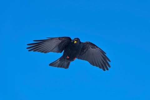A black bird flies with outstretched wings in the blue sky, Alpine chough (Pyrrhocorax graculus),