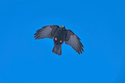 Black bird with spread wings in the air against a blue sky, Alpine chough (Pyrrhocorax graculus),