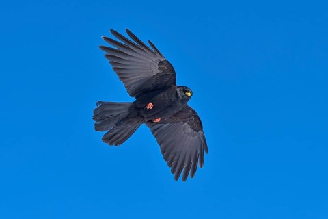 Black bird with open wings in full flight against a blue sky, Alpine chough (Pyrrhocorax graculus),