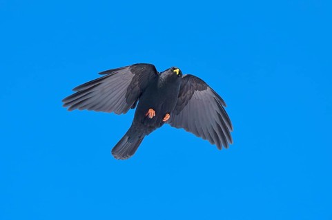 Black bird with outstretched wings flying in the clear sky, Alpine chough (Pyrrhocorax graculus),