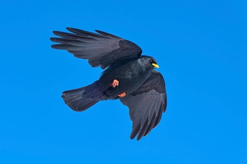 A black bird flies high in the sky and spreads its wings, Alpine chough (Pyrrhocorax graculus),