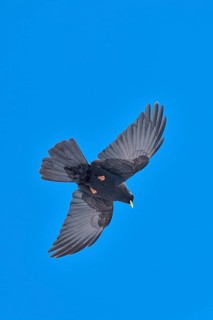 Black bird in flight against a bright blue sky with outstretched wings, Alpine chough (Pyrrhocorax