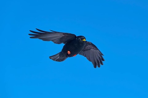 Black bird hovering in the blue sky with outstretched wings, Alpine chough (Pyrrhocorax graculus),