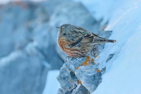 A bird sits quietly on a snow-covered rocky outcrop, Alpine Accentor (Prunella collaris), Gemmi